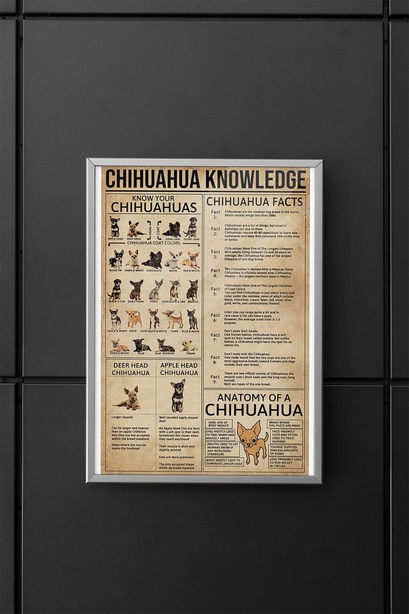 Chihuahua knowledge poster
