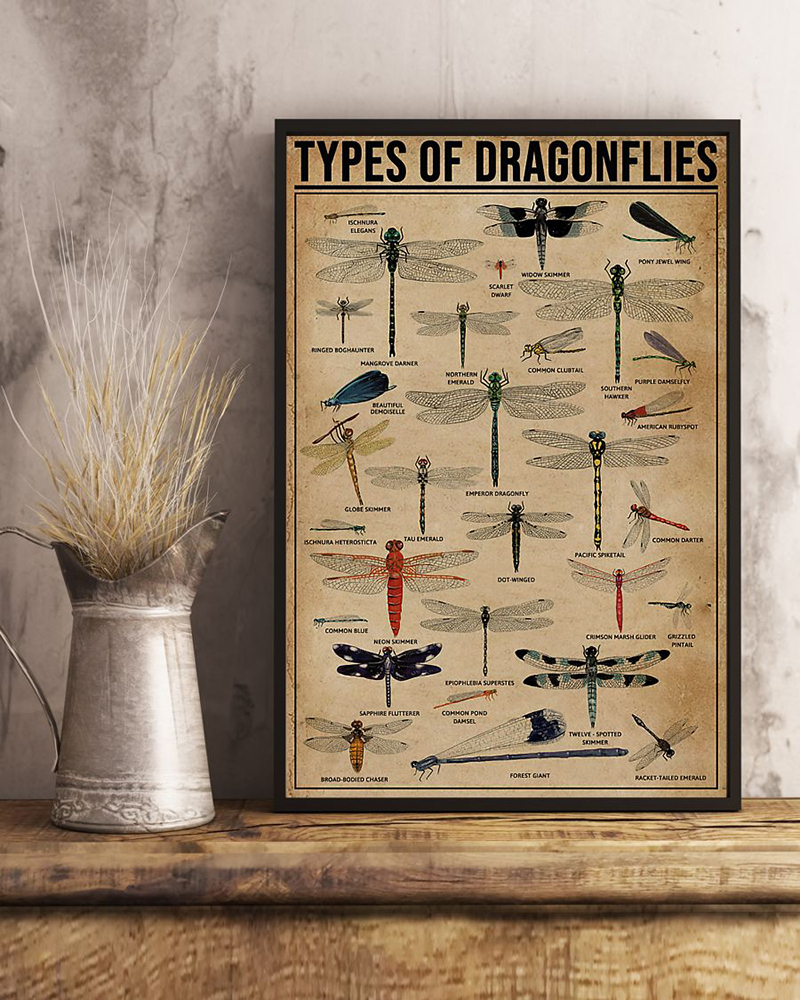 Types of dragonflies dragonfly knowledge poster – maria