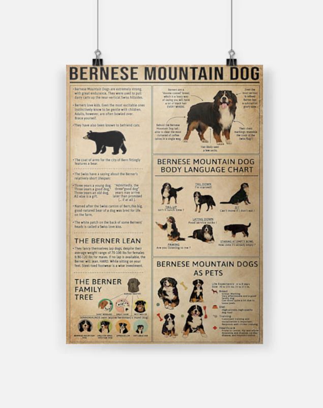 Bernese Mountain dog poster